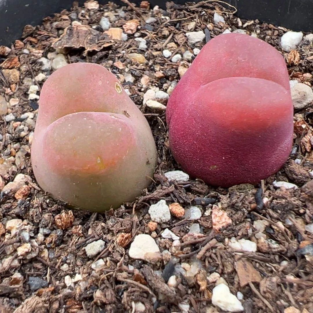 7.10好看的多肉脱土发货078