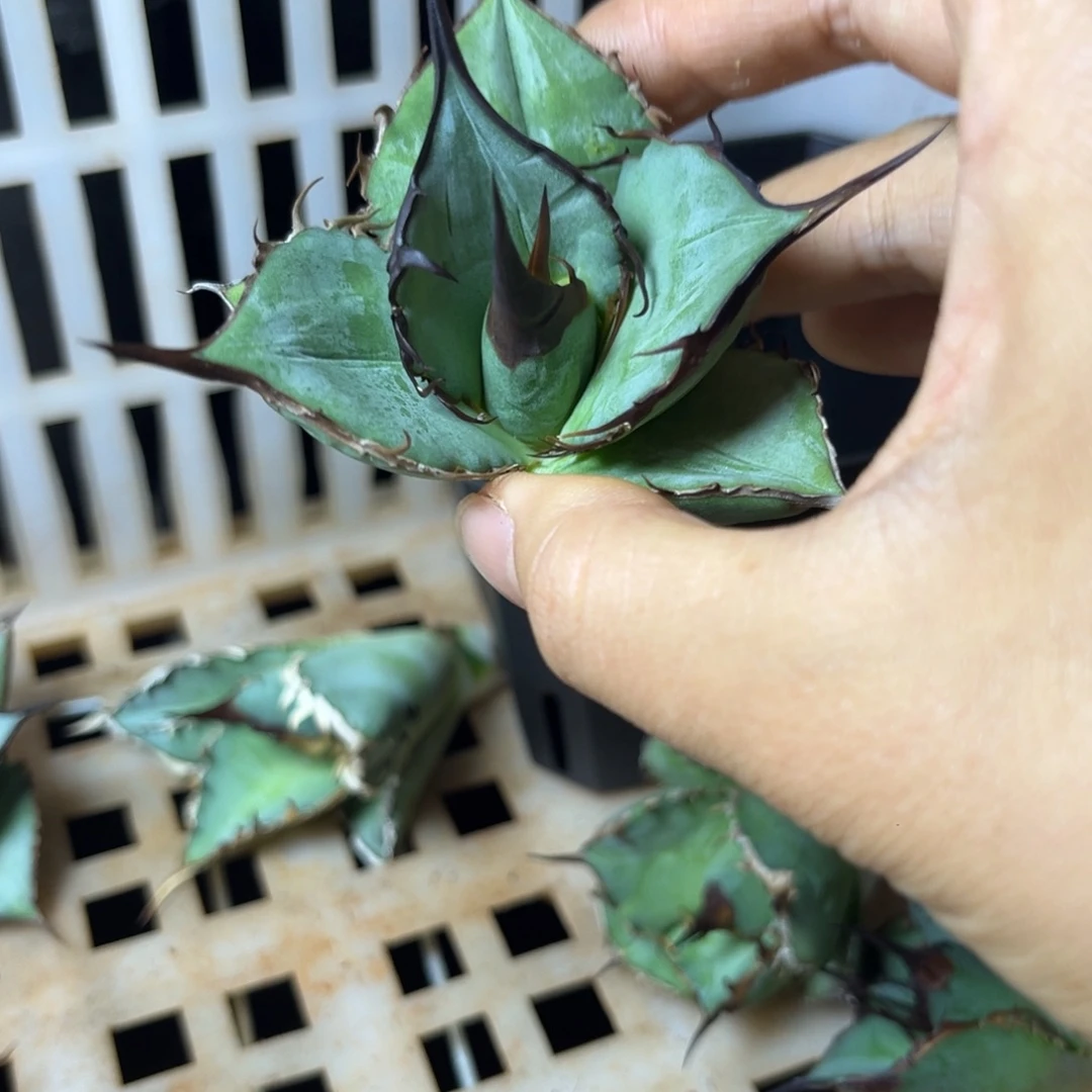 龙舌兰仁王冠芽子