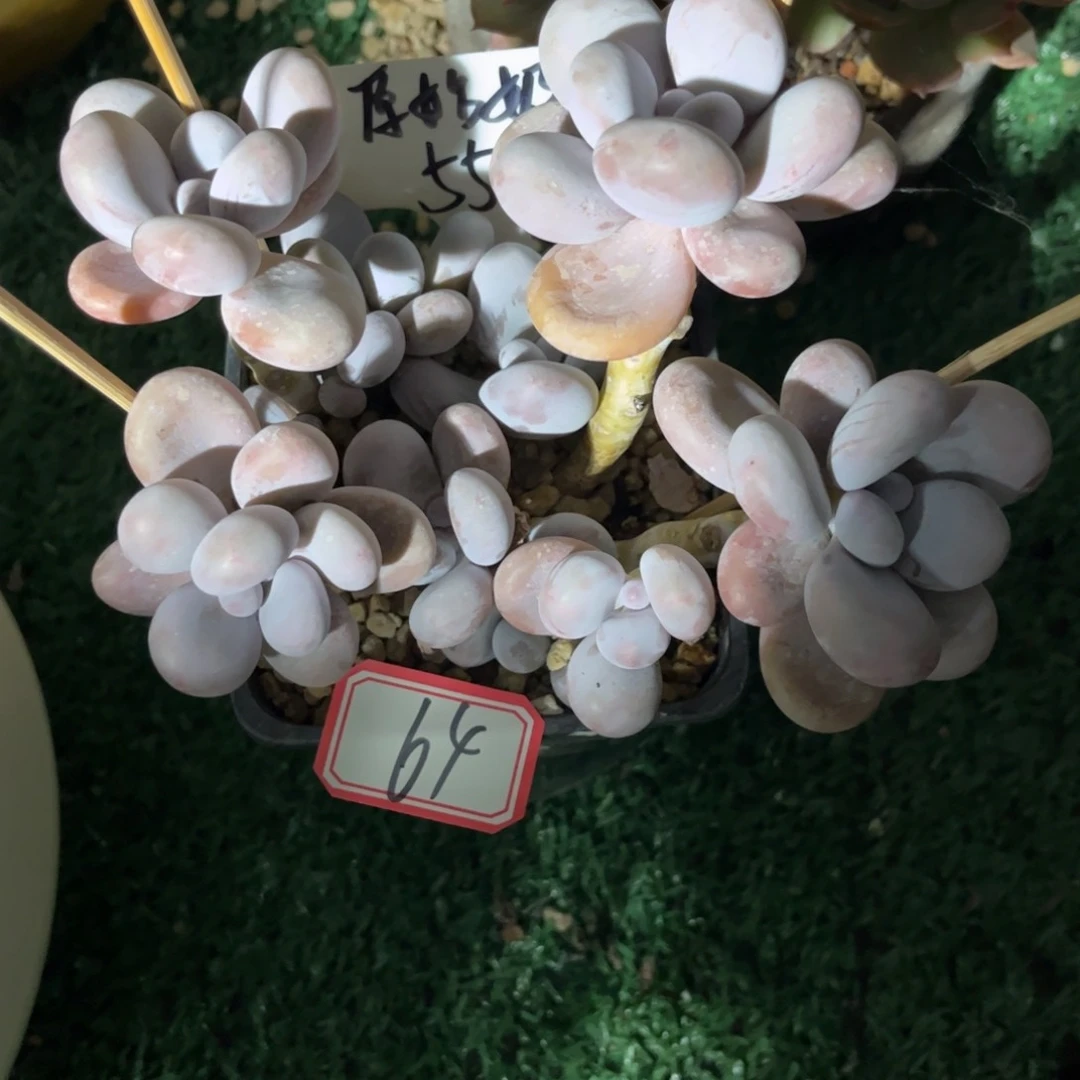 64号原始奶酪只发新疆