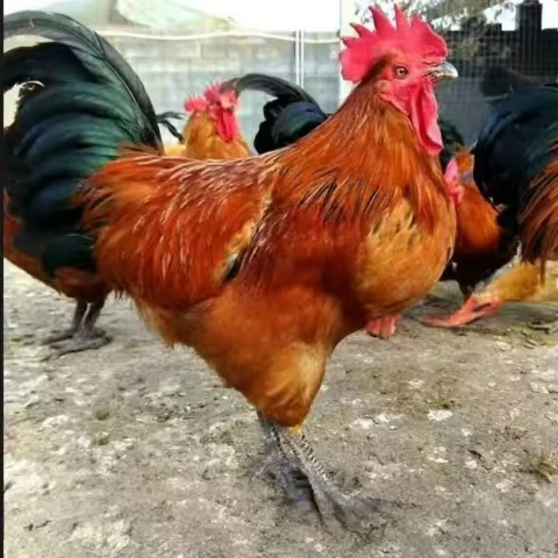 【基地直发】农家散养大公鸡五谷喂养肉质鲜美青脚麻鸡礼盒【4.5斤】