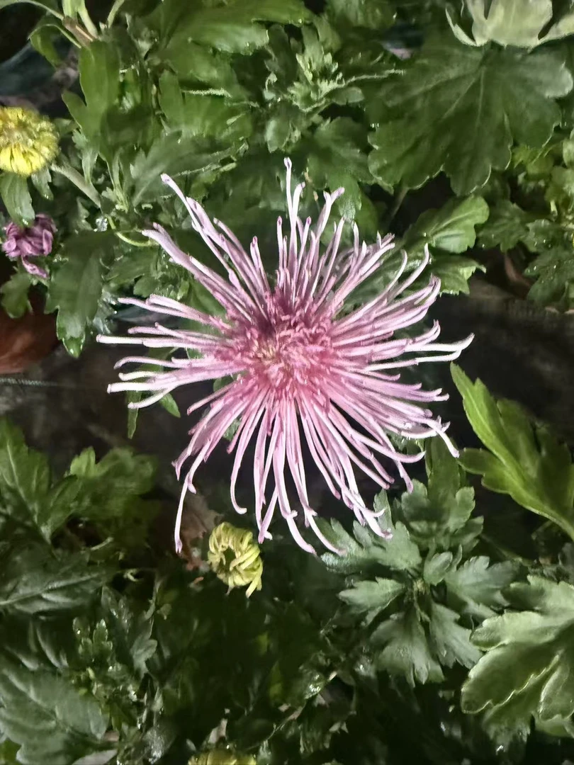 花礼国华菊盆栽带花苞室内外阳台庭院好养花卉四季开花