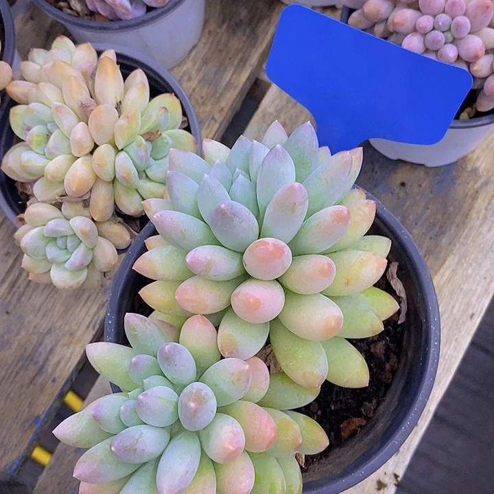 肖***肖多肉植物，第一场来了