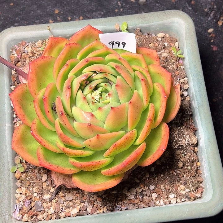 用****4999///////////////