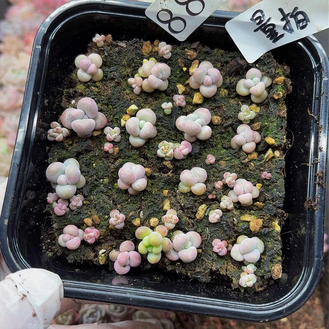 多肉植物多肉植物888量拍