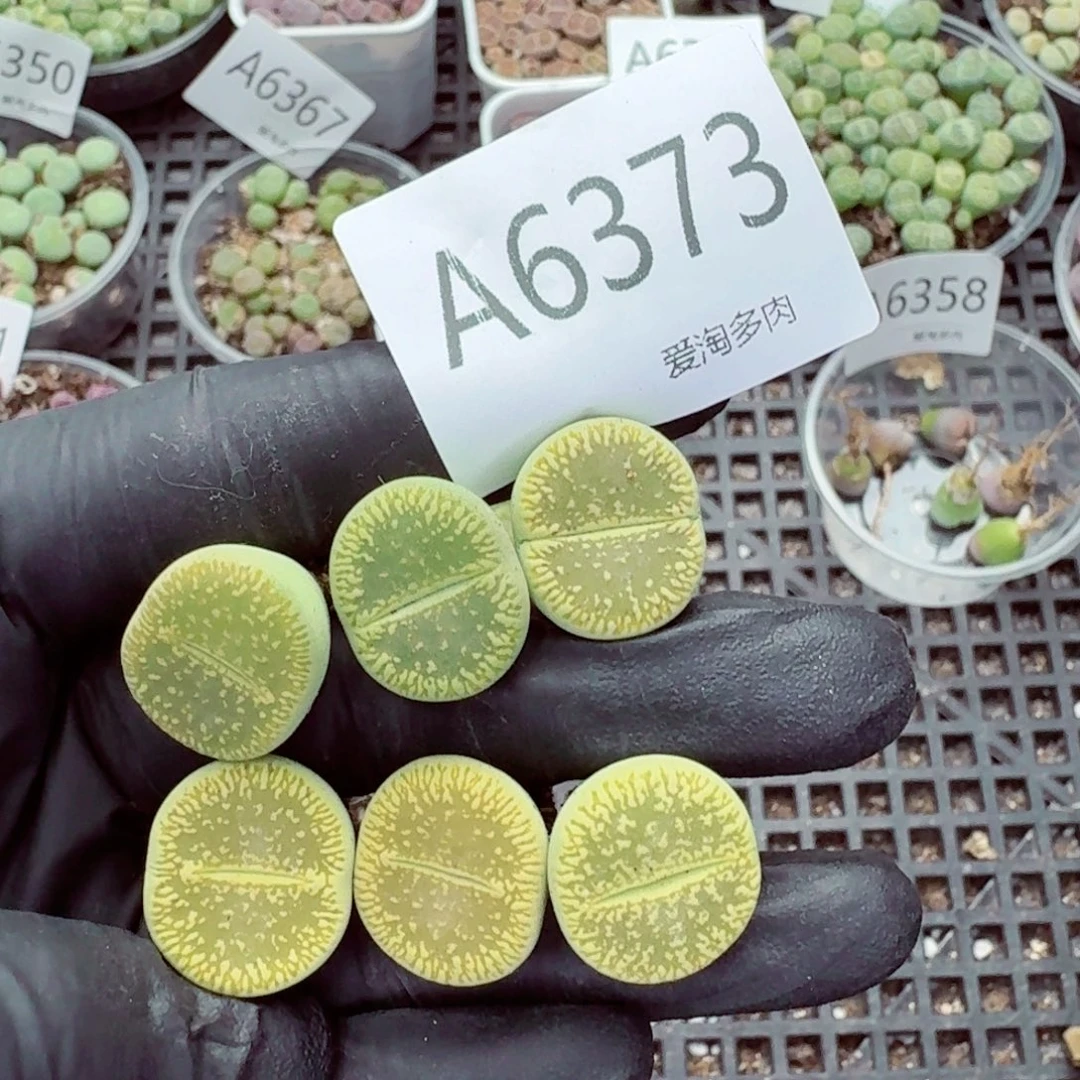 6373—生石花 生石花