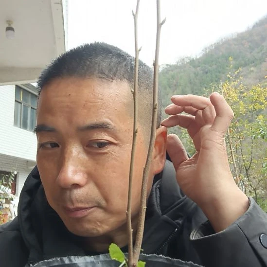 完全开放东方龙799金弹子嫁接