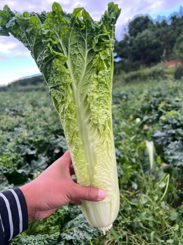 【农家自种】贵州露天农家青麻叶白菜火锅专用菜新鲜生鲜现坎蔬菜，