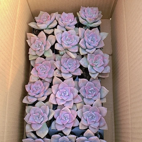 【闪购商品】全紫乐18颗