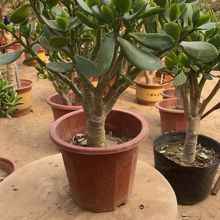 喝****25玉树一物一拍