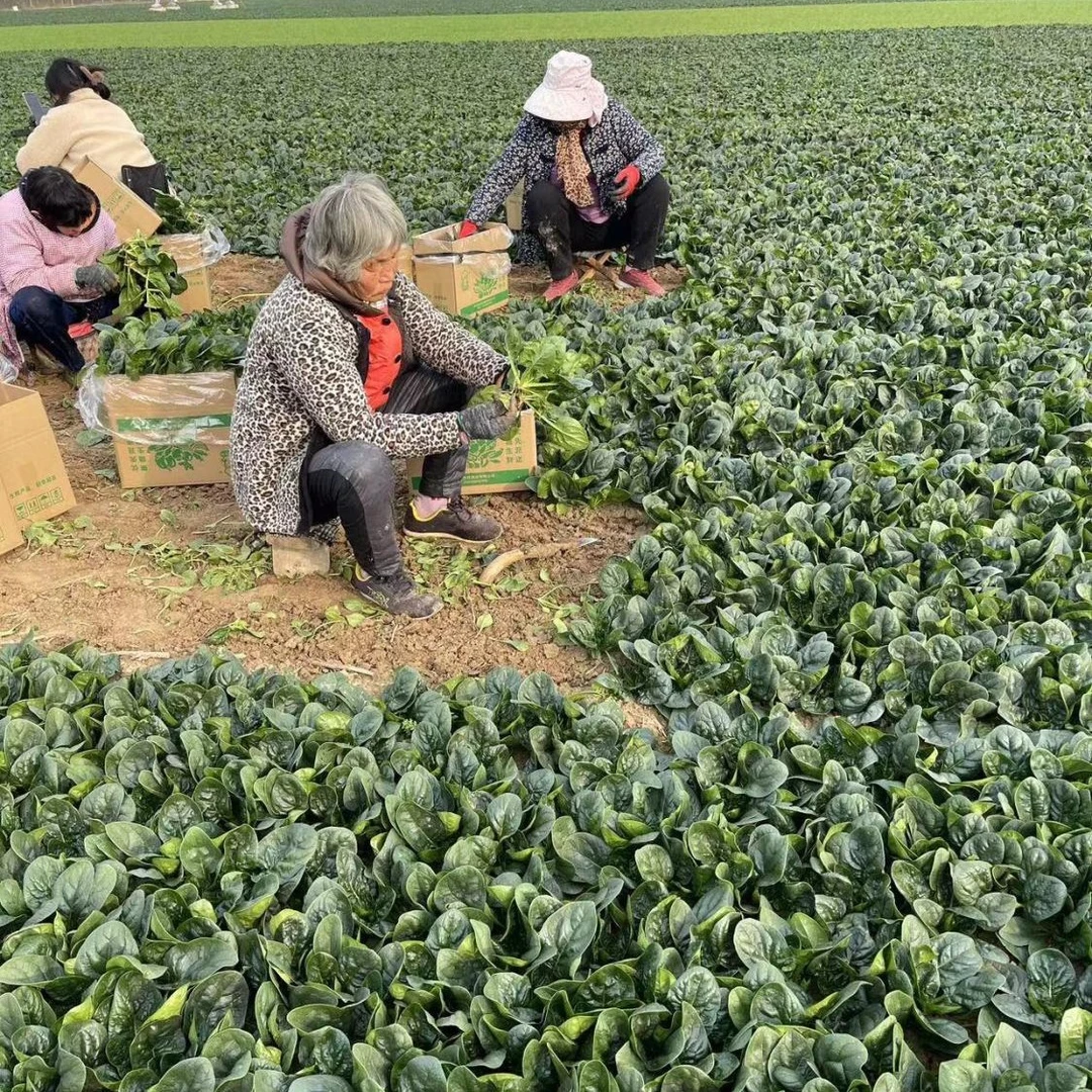 河南露天趴地菠菜新鲜地头现挖现发矮脚菠菜农家自种青菜凉拌火锅