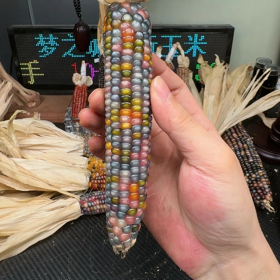 柏香籽/百香籽吊坠⭐️***
