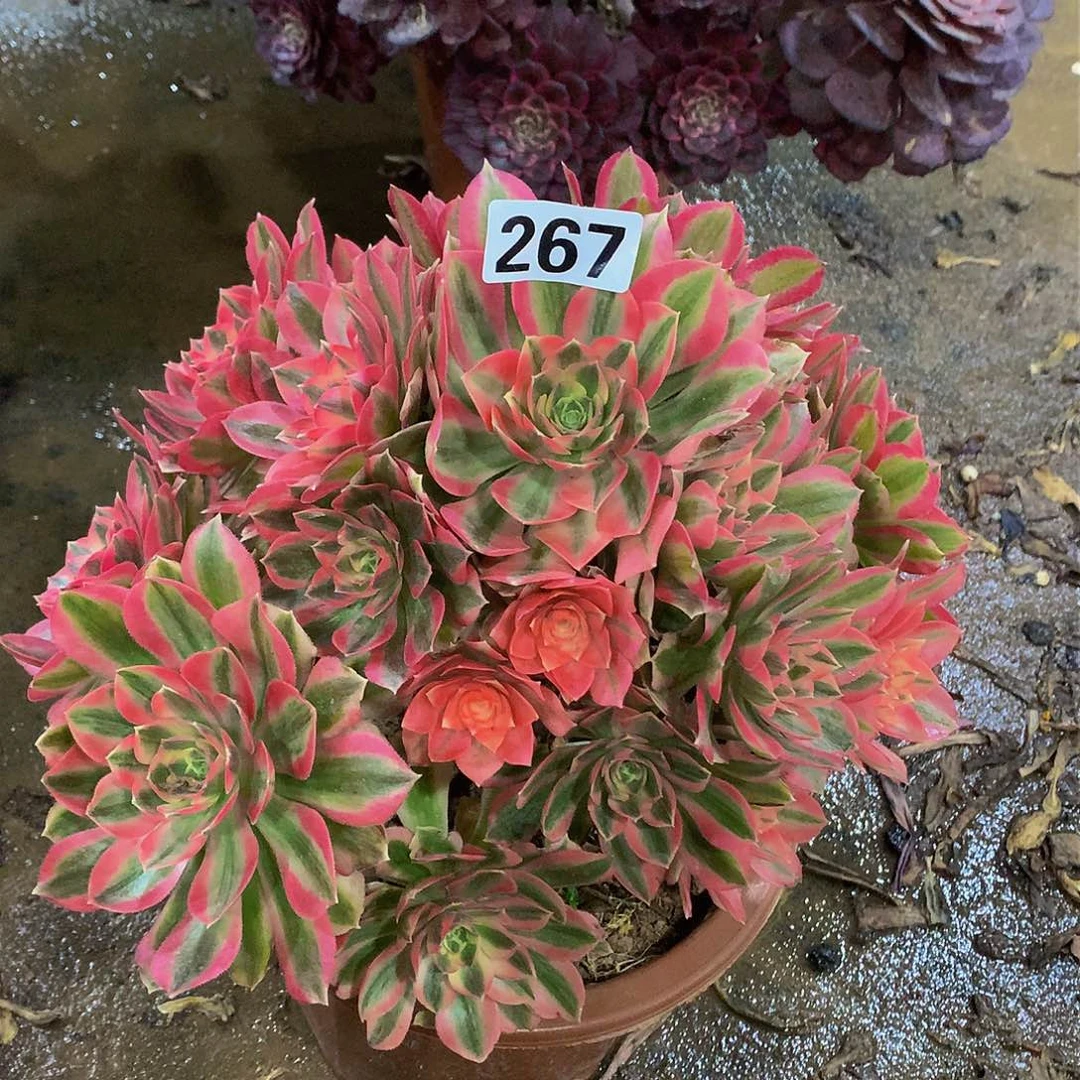 黑*珠多肉粉女巫267.000