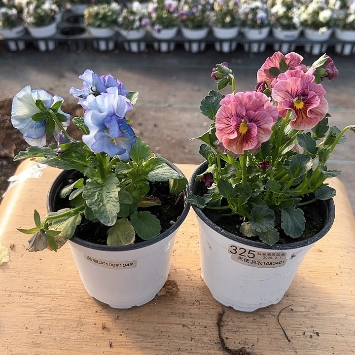 水晶抖音直播闪拍322-325