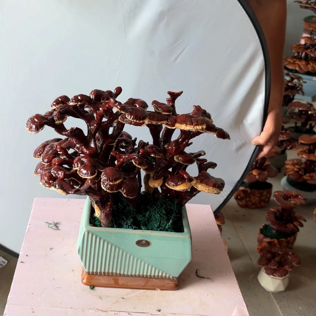 无花朵灵芝是我国著名植物