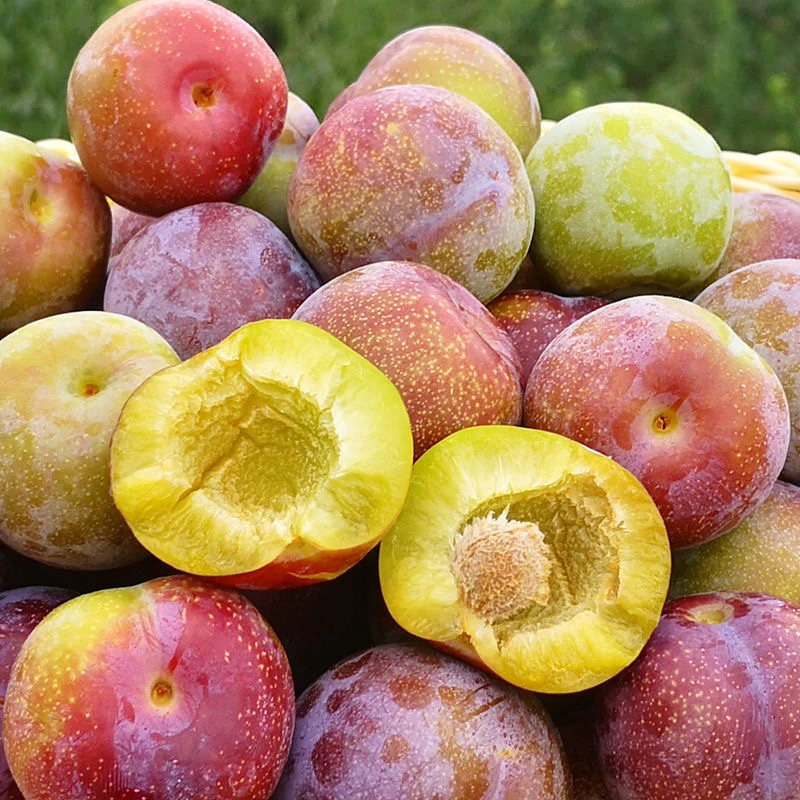 【半边红脱骨李】正宗四川半边红茵红脱骨李脆甜多汁爽口水果