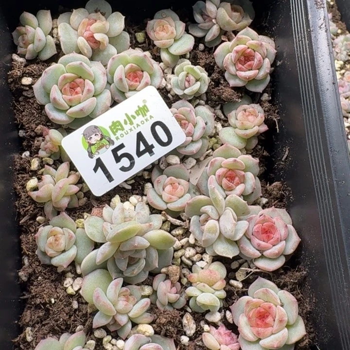 今****丶多肉植物多肉植物