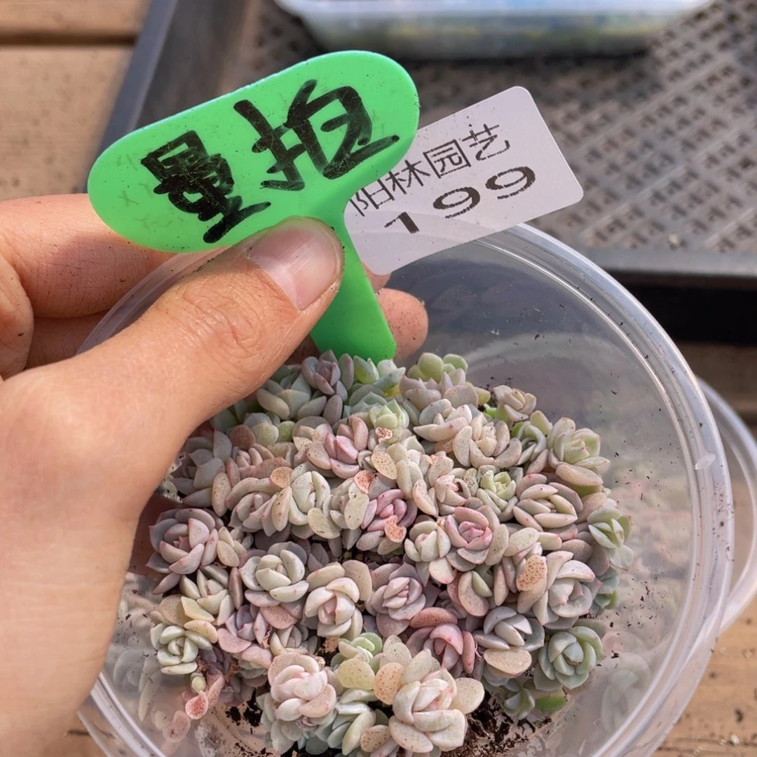 量拍多肉植物多肉植物199