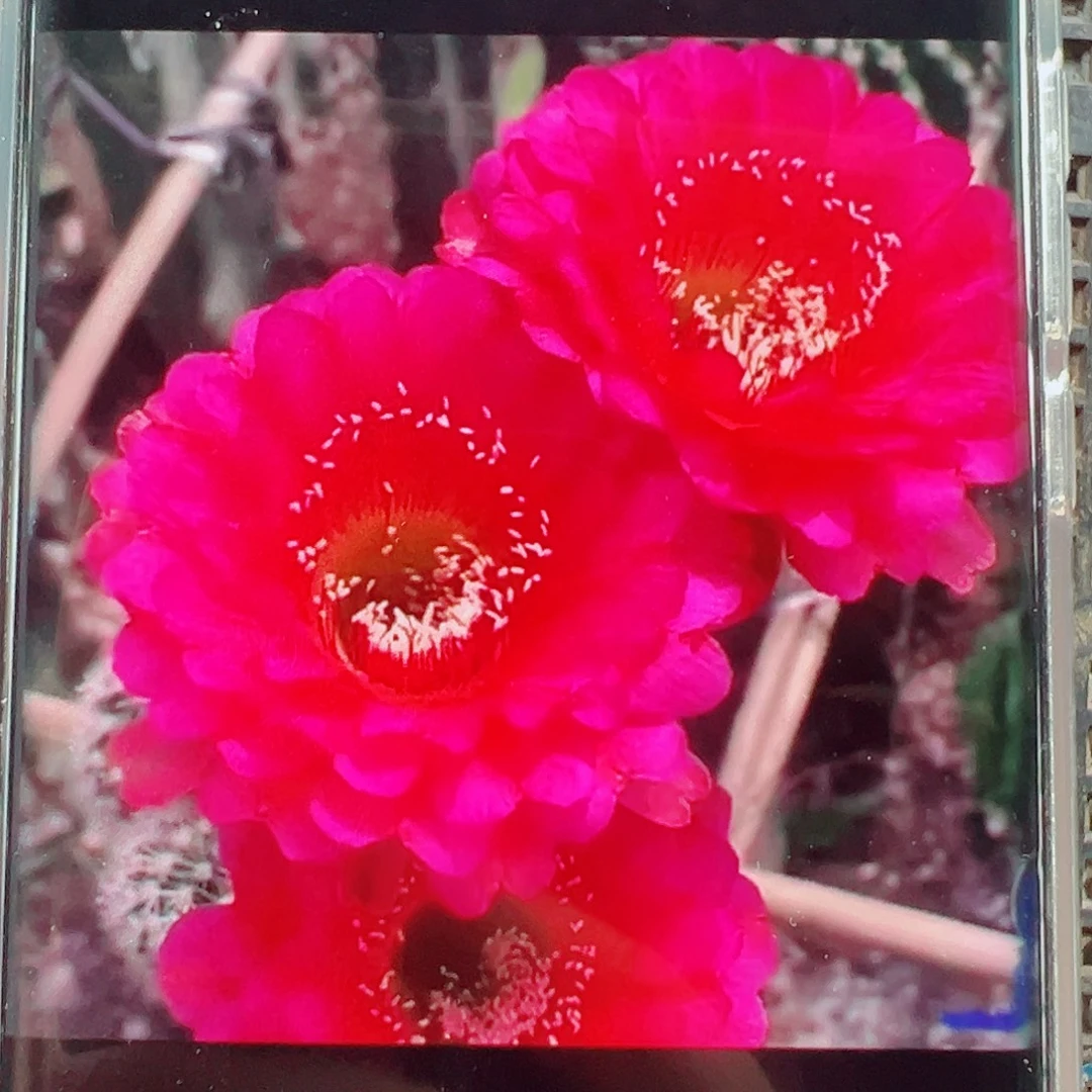 彩草中国心侧芽 20 包邮