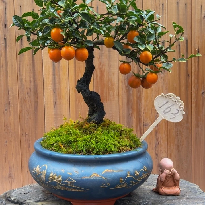 无花朵金弹子盆景一物一拍 468