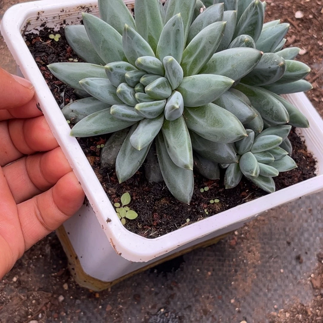 美人系优选多肉植物500