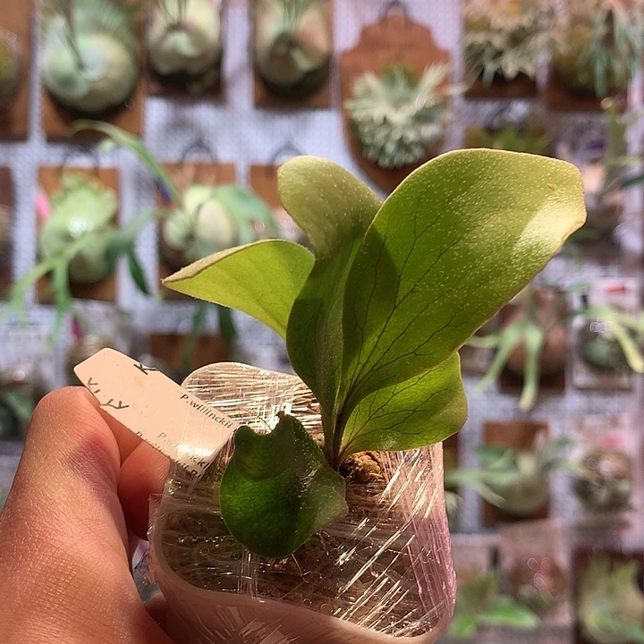 无花朵深绿混播侧～来自Anode