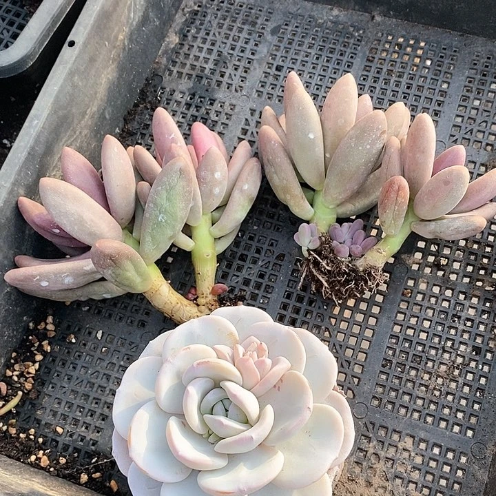 如*115-102号一物一拍雪