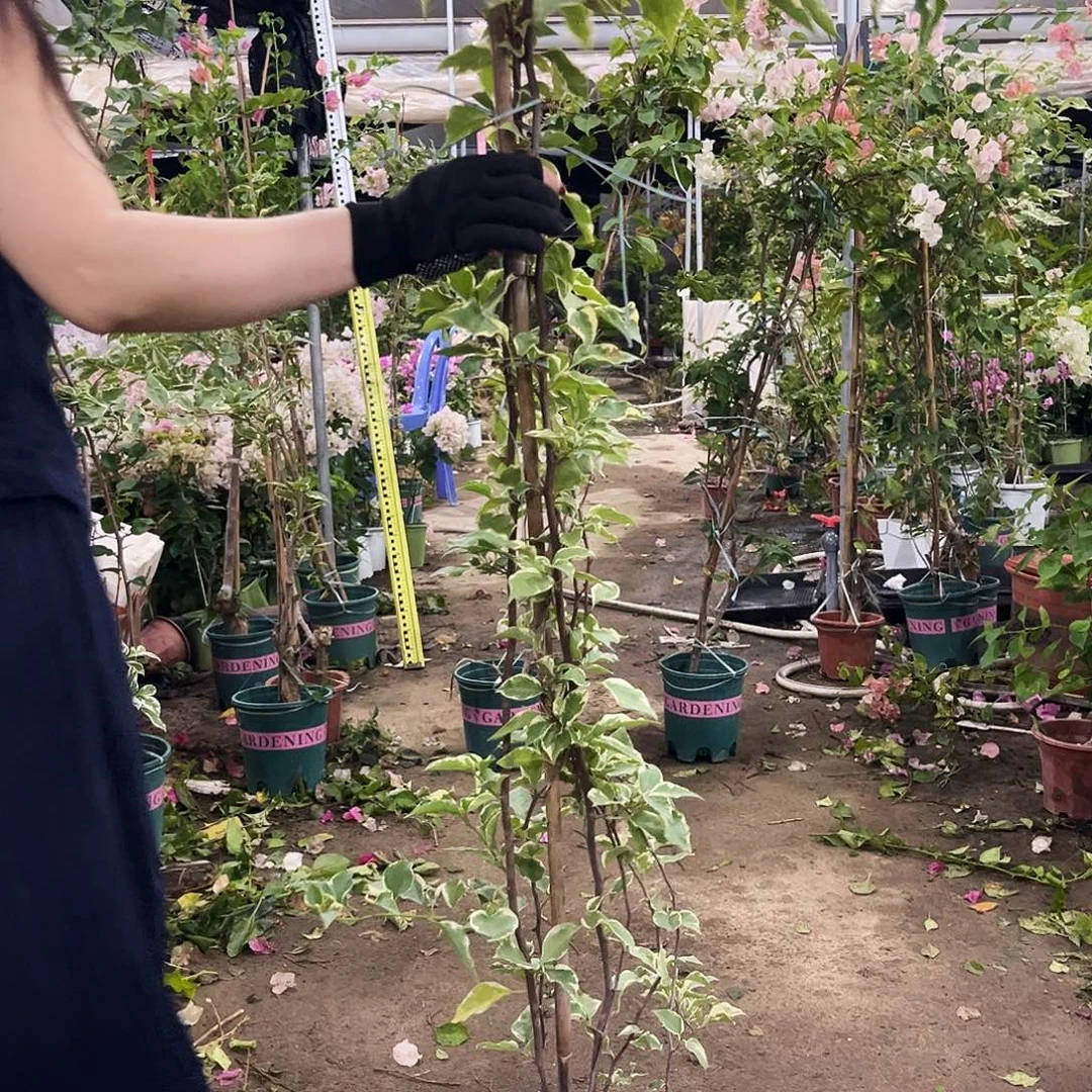 完全开放三角梅三角梅17