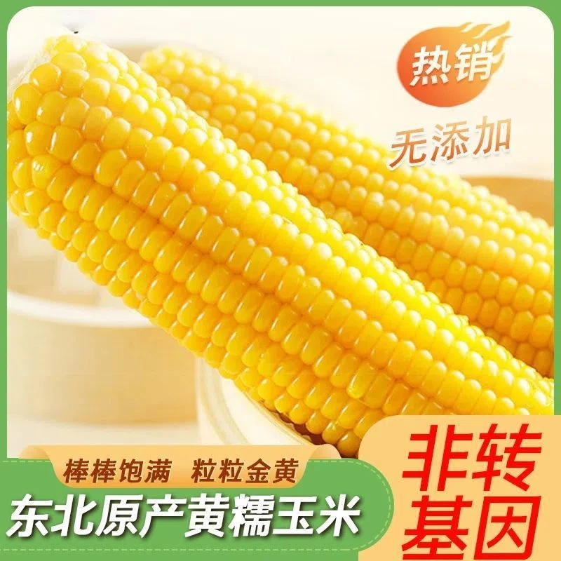 东北软糯黄玉米280克-350克整箱8斤左右12棒支持2棒试吃