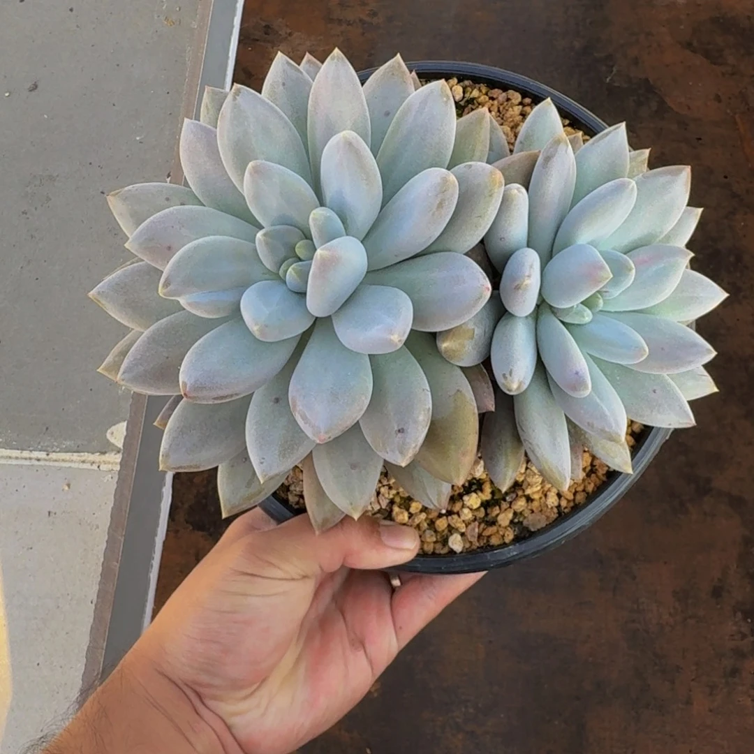 胖彩体 哥特 双头 一物一拍