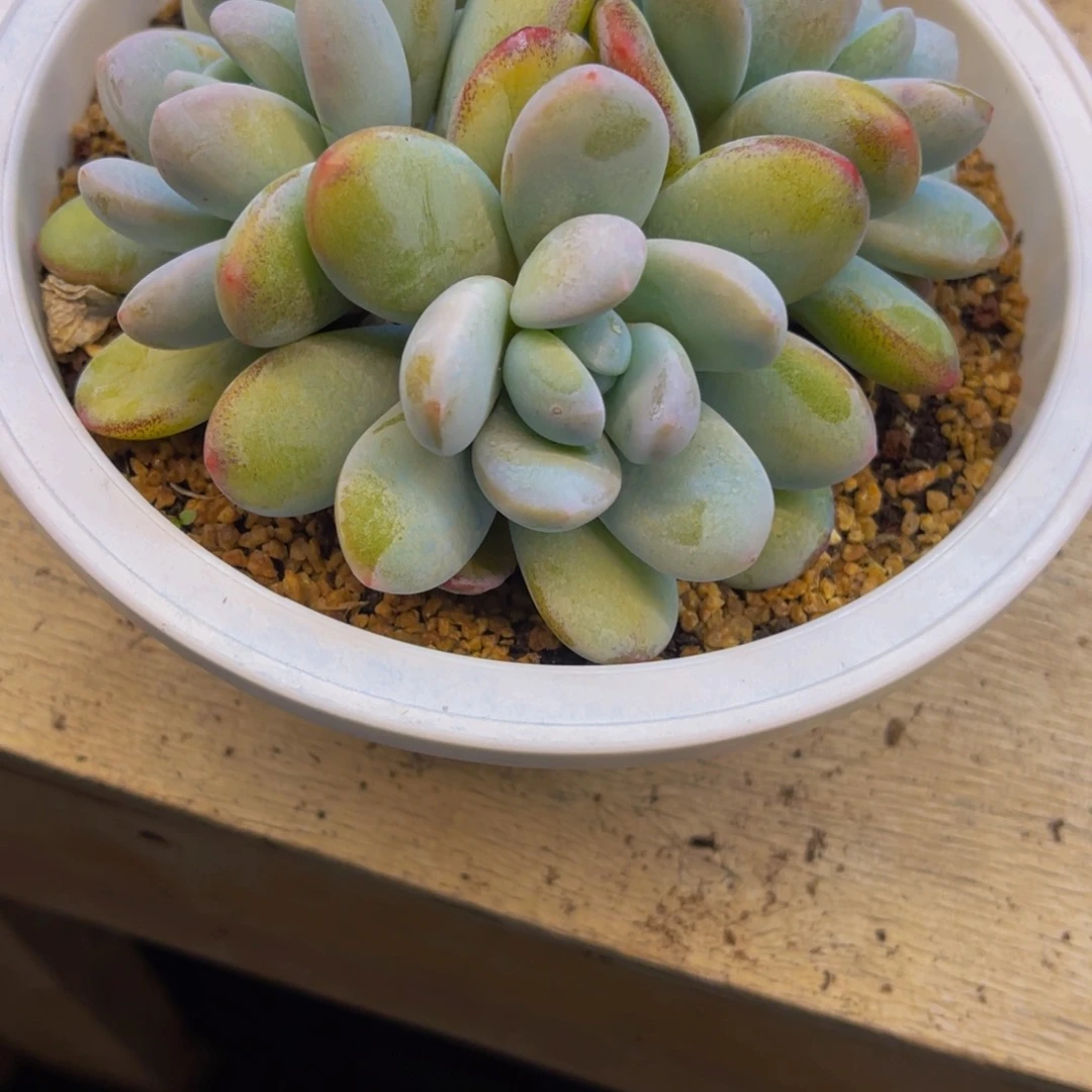 ❦****༻发货111111111