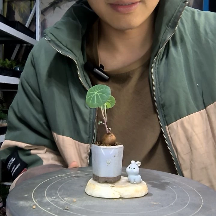 蔡*中青园艺一物一拍218