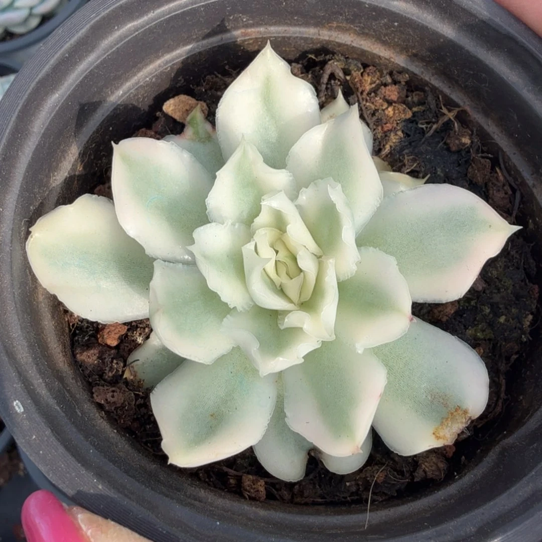 紫蝴蝶锦腹轮锦一刻的