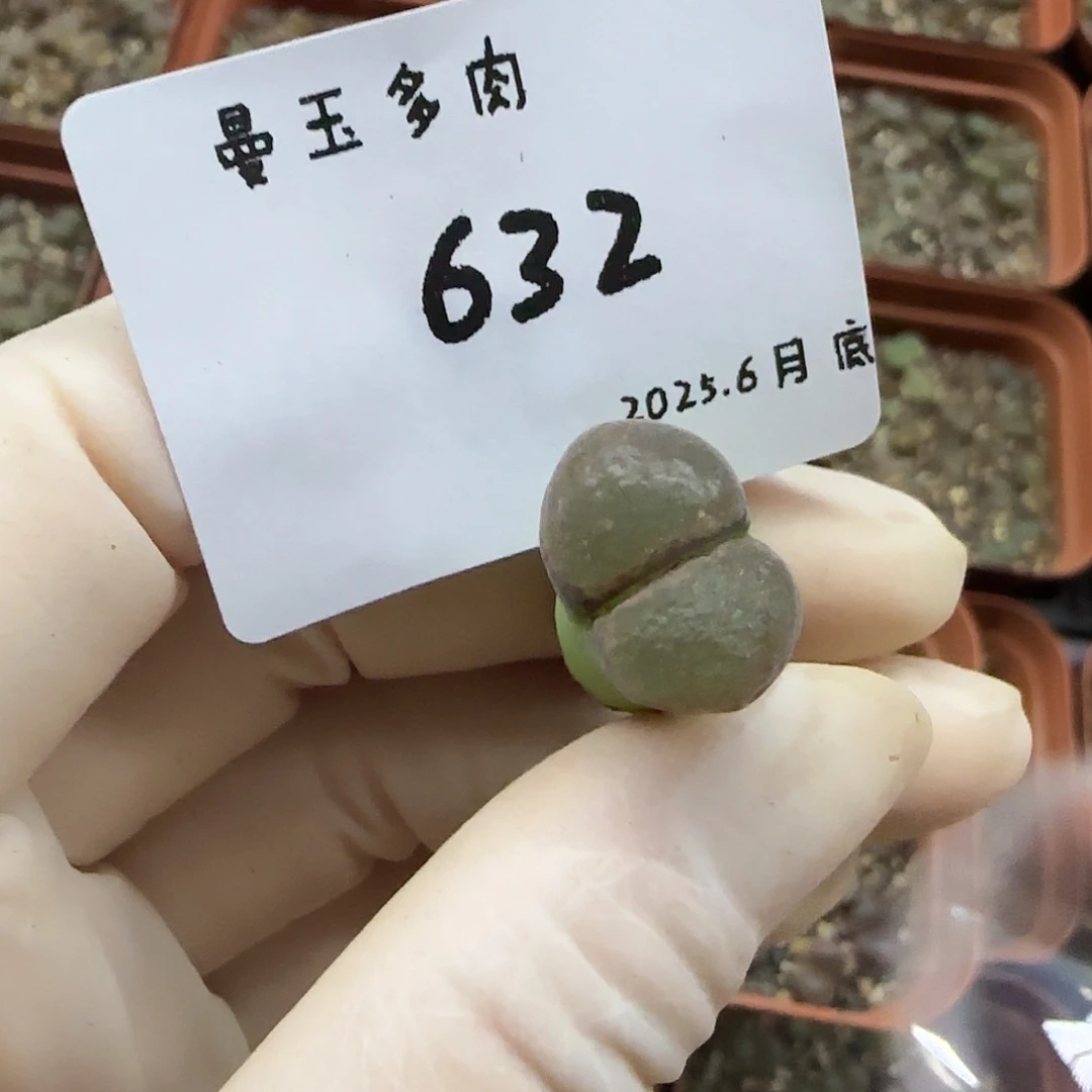 麻***薯多肉多肉多肉6.29-632。