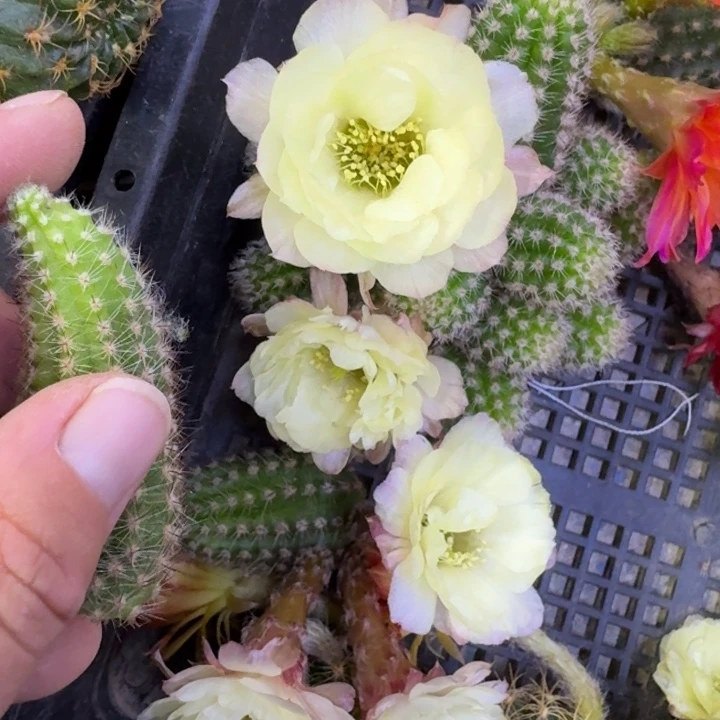 311白檀马尔文2个无根侧牙很小，20包邮