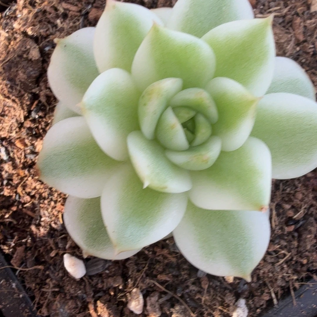 黑水晶锦多肉锦植物