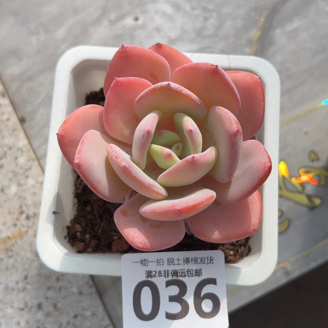 白月光单头无盆土发货