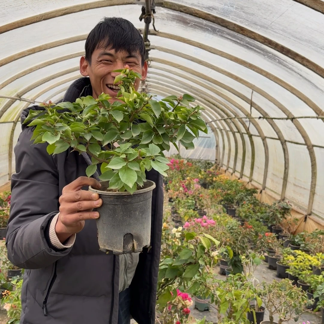 白****完全开放（温莎芝士）三角梅会落花会光杆苗有大有小