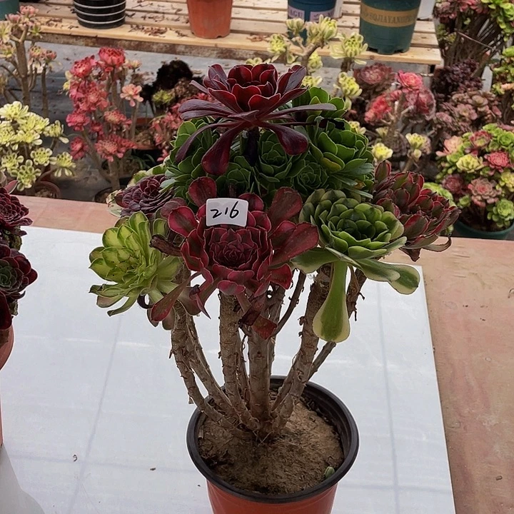 ****宝架接000000000000216号