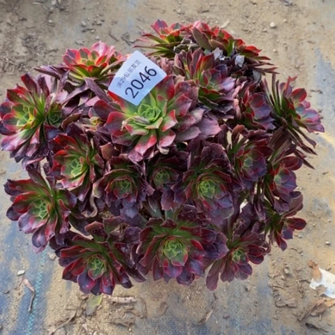 安娜多肉植物2046