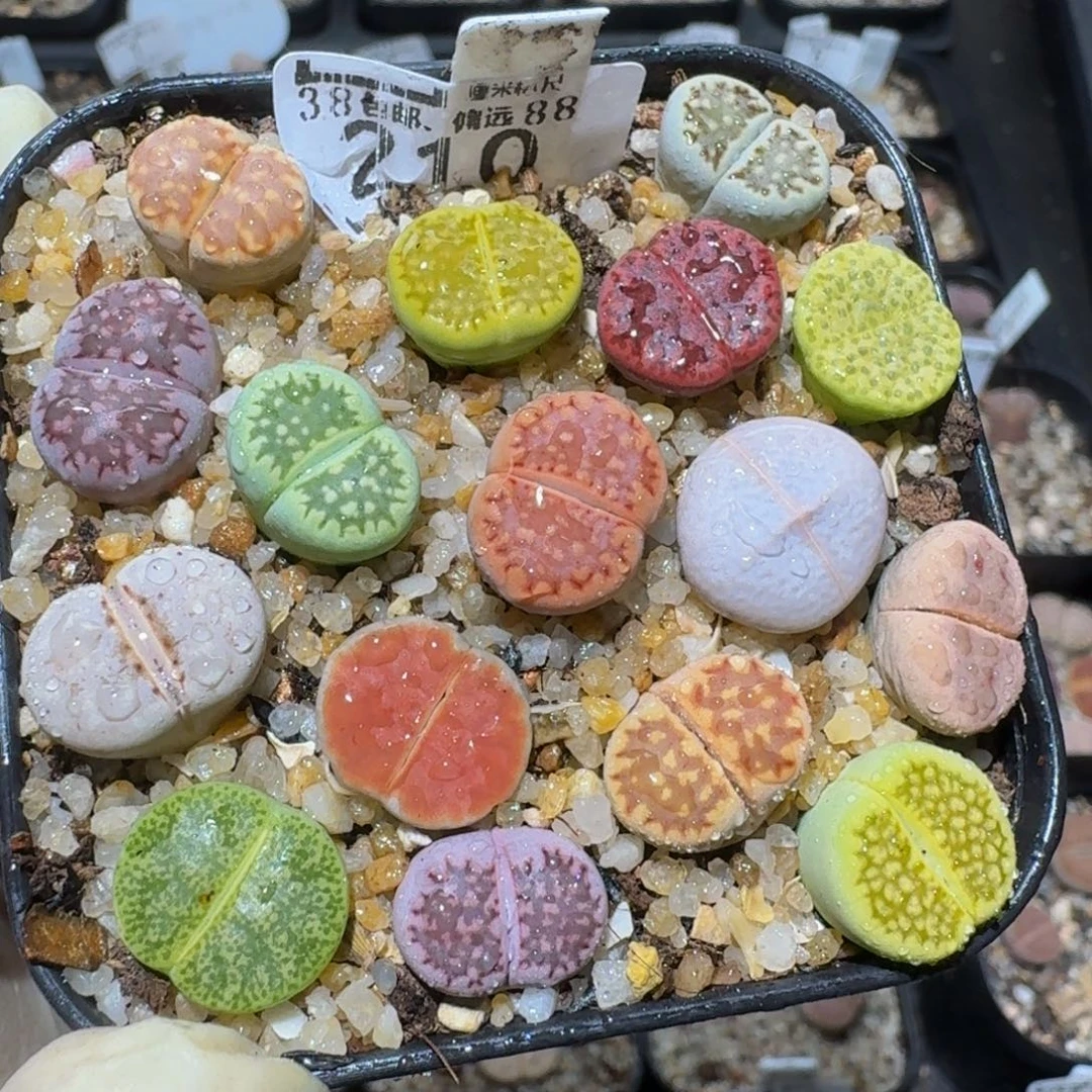 zzzzz精品生石花210