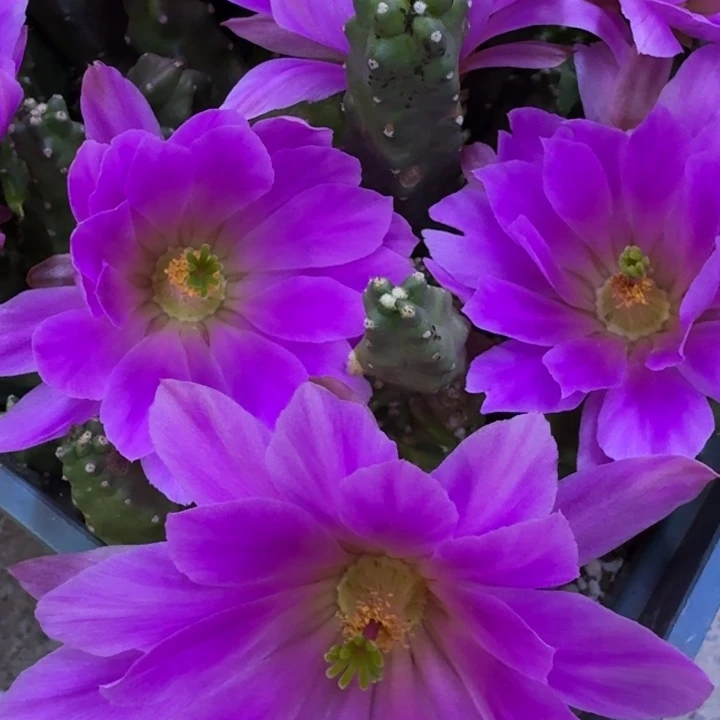 23水仙情郎2个无根侧牙小软，20包邮