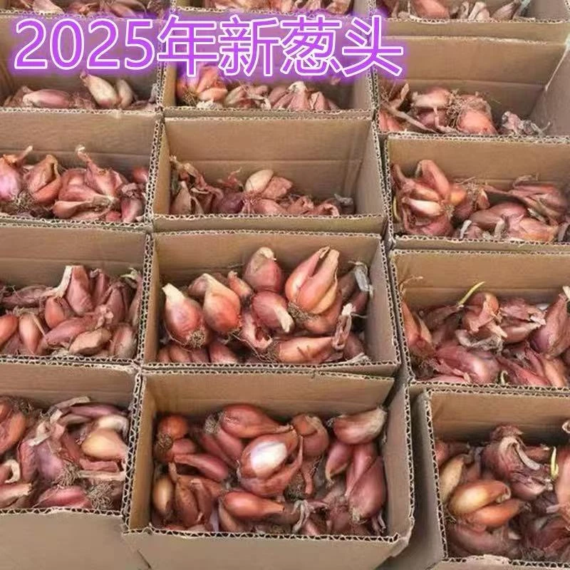 【自产自销】2025新鲜葱头