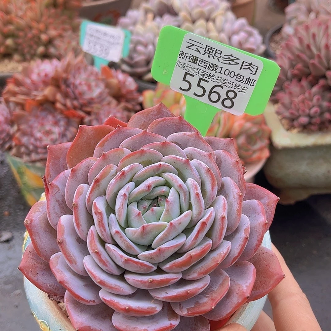 5568殊棋多肉植物