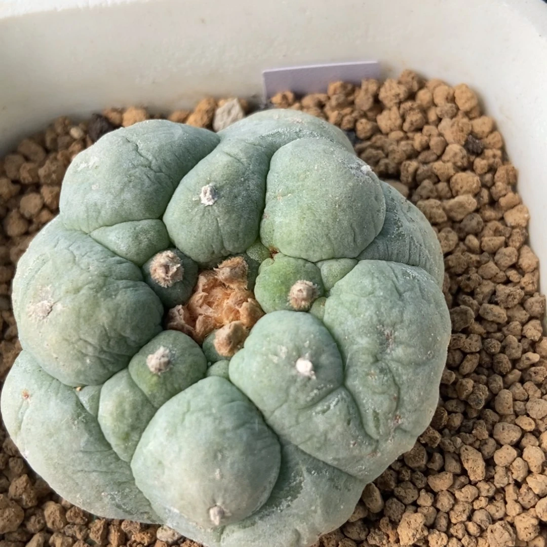 古田贝无刺仙人球