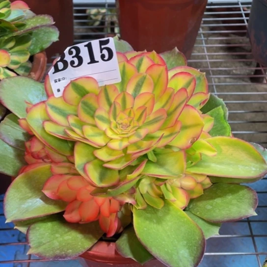 3.4冰蟬 嫩裝 315