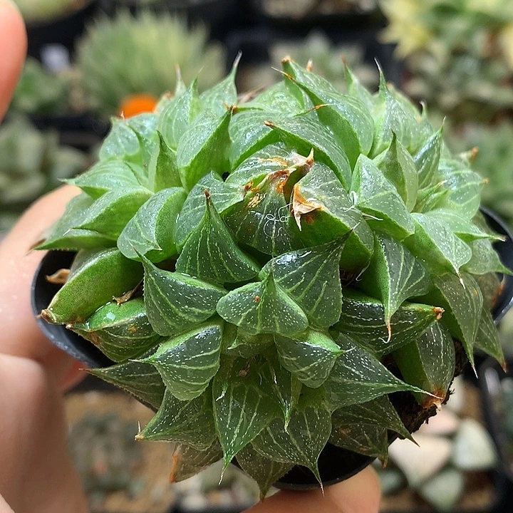 葫芦寿带盆土发货