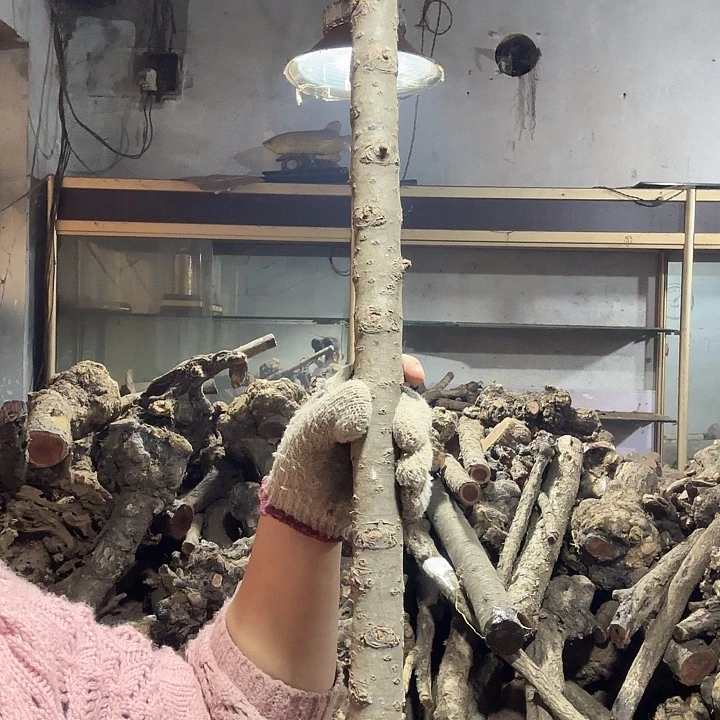 空***兰香榧木火琉璃的故事是一个