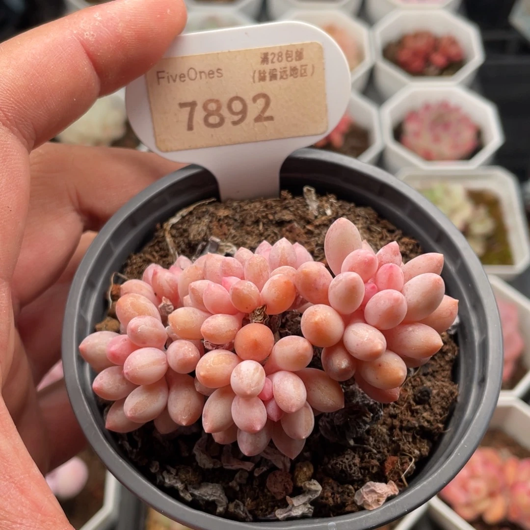 婴儿手指7892-7厘米