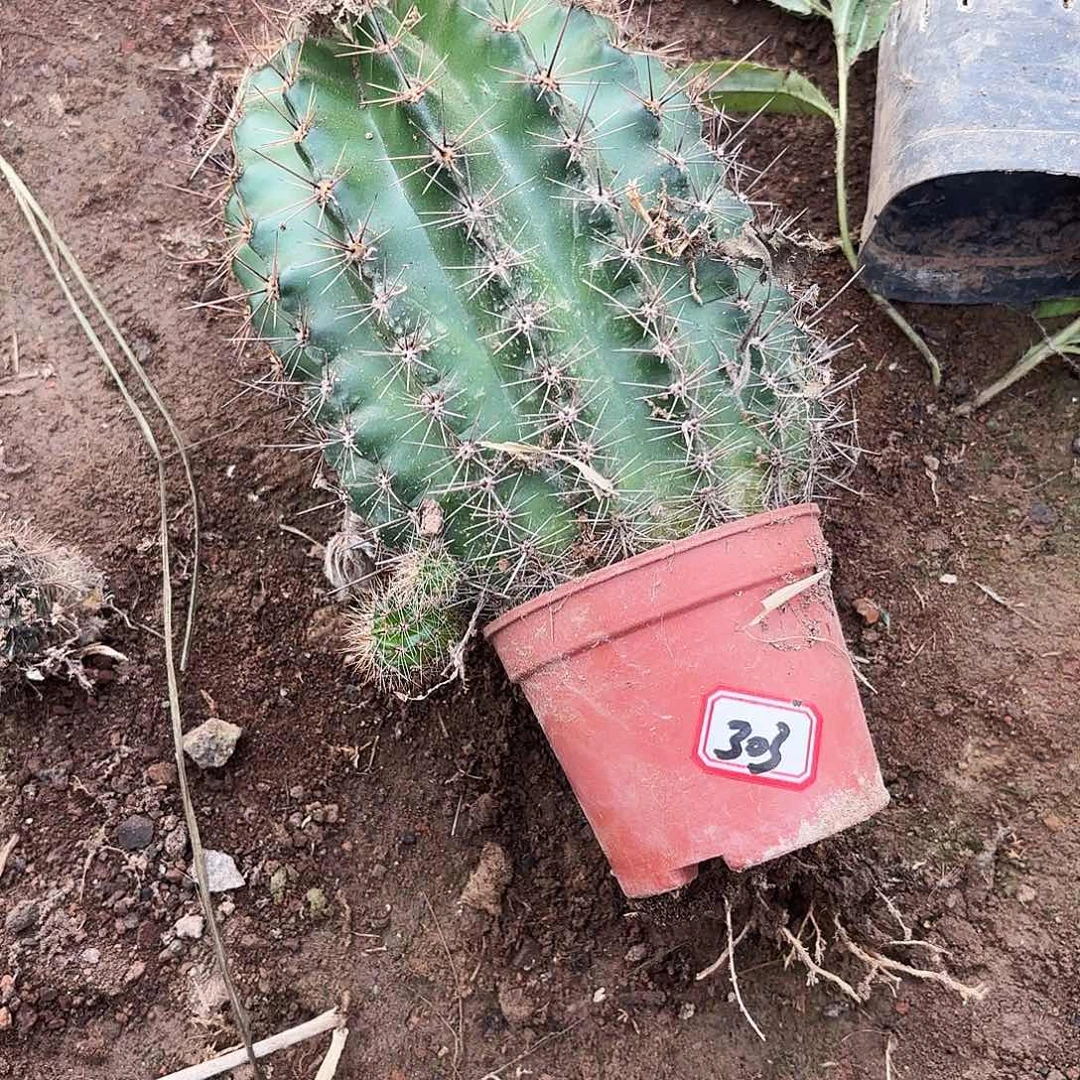 303 瑕疵掉侧牙无售后