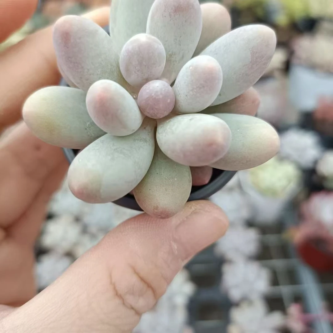 汤圆脱土发货(拼满15元包邮)多肉植物阳台露台办公室